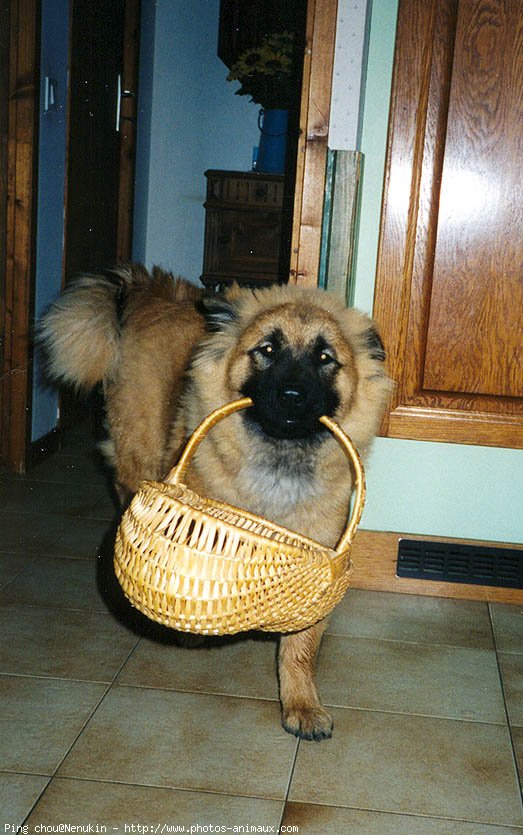 Photo d'Eurasier