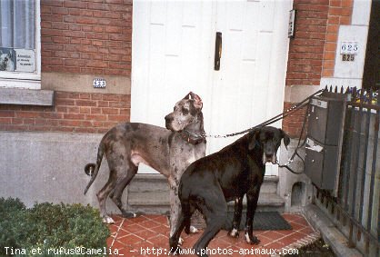 Photo de Dogue allemand