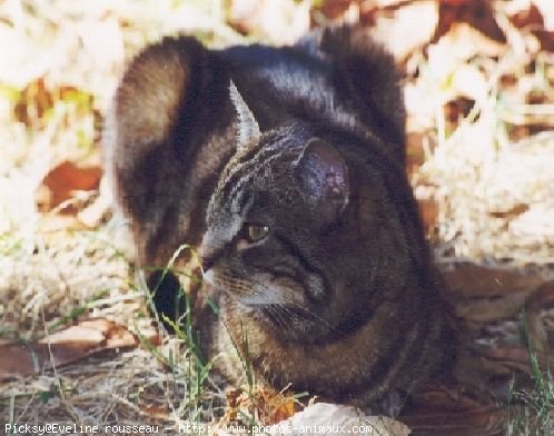 Photo de Chat domestique