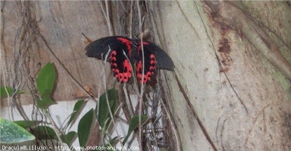 Photo de Papillon