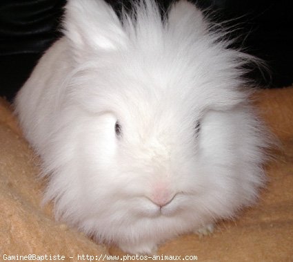 Photo de Lapin