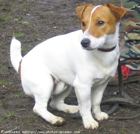 Photo de Jack russell terrier