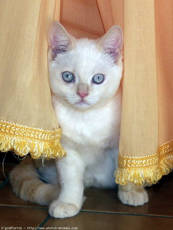 Photo de British shorthair