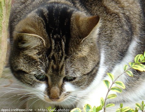 Photo de Chat domestique