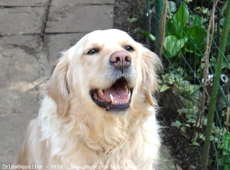 Photo de Golden retriever