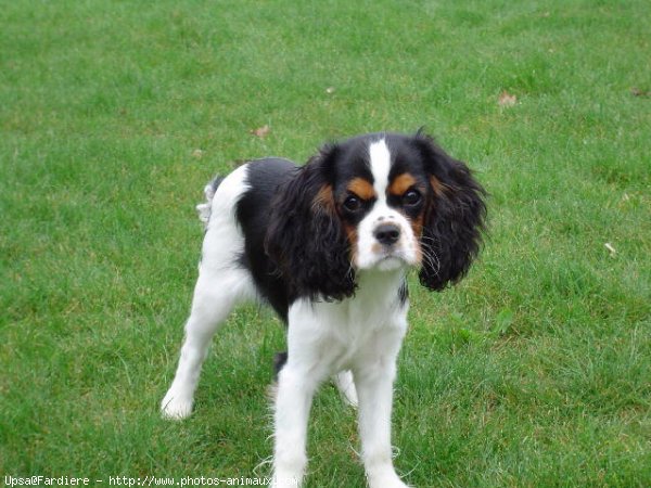 Photo de Cavalier king charles spaniel