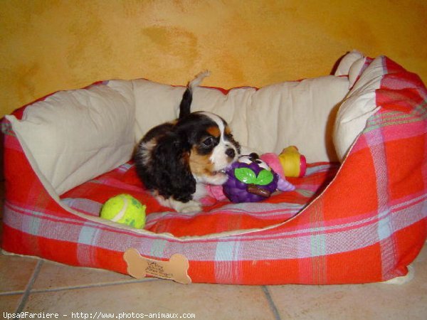 Photo de Cavalier king charles spaniel