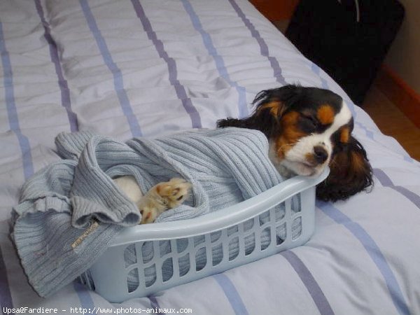 Photo de Cavalier king charles spaniel