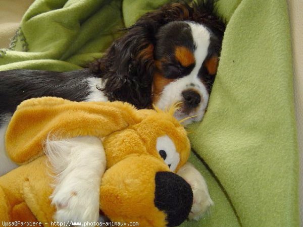 Photo de Cavalier king charles spaniel