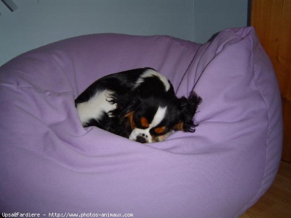 Photo de Cavalier king charles spaniel