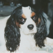 Photo de Cavalier king charles spaniel