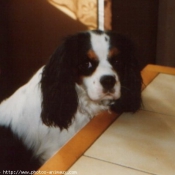 Photo de Cavalier king charles spaniel