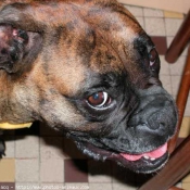 Photo de Boxer