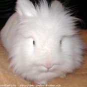 Photo de Lapin