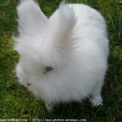 Photo de Lapin