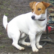 Photo de Jack russell terrier