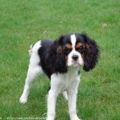 Photo de Cavalier king charles spaniel