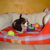 Photo de Cavalier king charles spaniel