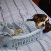 Photo de Cavalier king charles spaniel