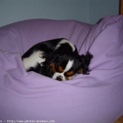 Photo de Cavalier king charles spaniel