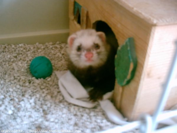 Photo de Furet