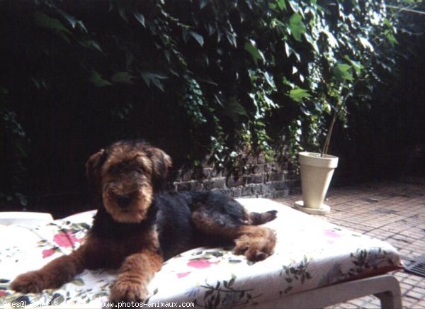 Photo d'Airedale terrier