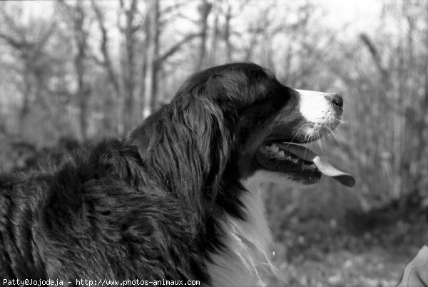 Photo de Bouvier bernois