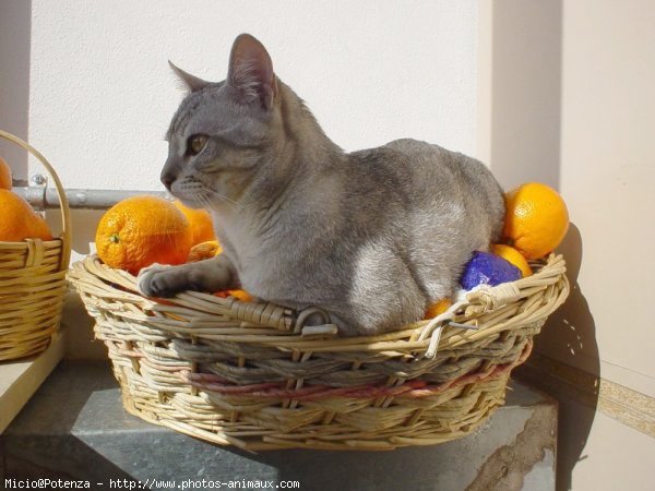 Photo de Chat domestique