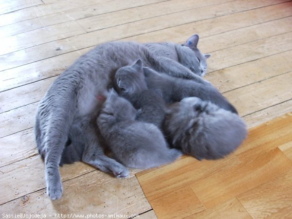 Photo de Chartreux