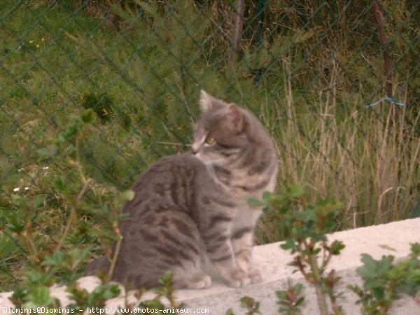 Photo de Chat domestique