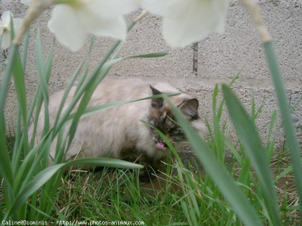 Photo de Sacr de birmanie