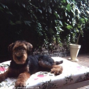 Photo d'Airedale terrier