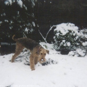 Photo d'Airedale terrier