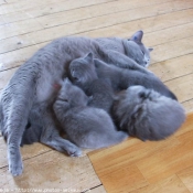 Photo de Chartreux