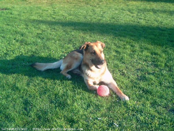 Photo de Berger allemand  poil court