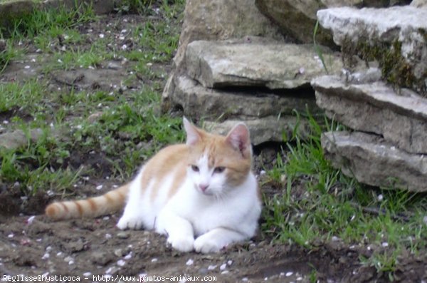 Photo de Chat domestique