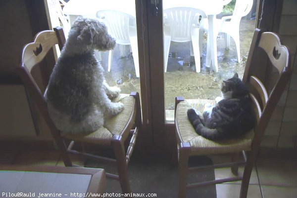 Photo de Fox terrier  poil dur