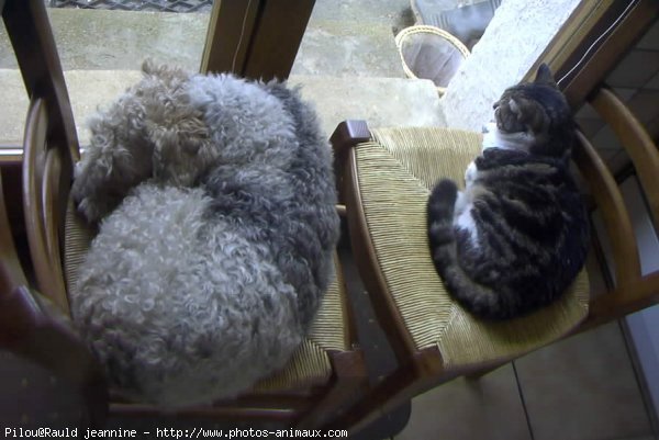 Photo de Fox terrier  poil dur