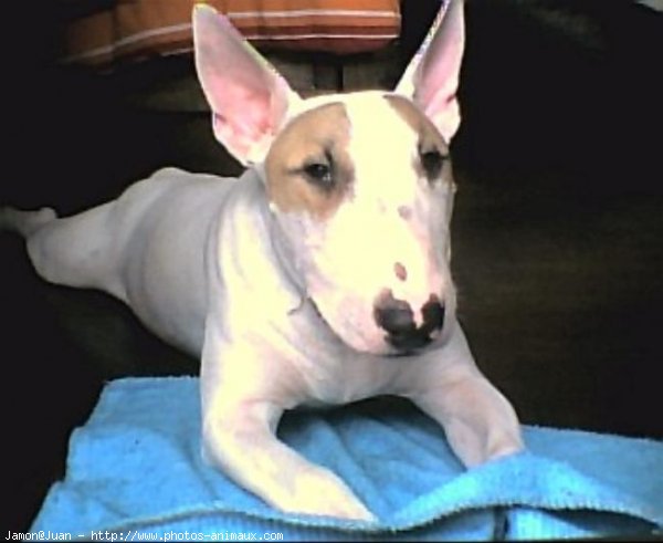 Photo de Bull terrier miniature