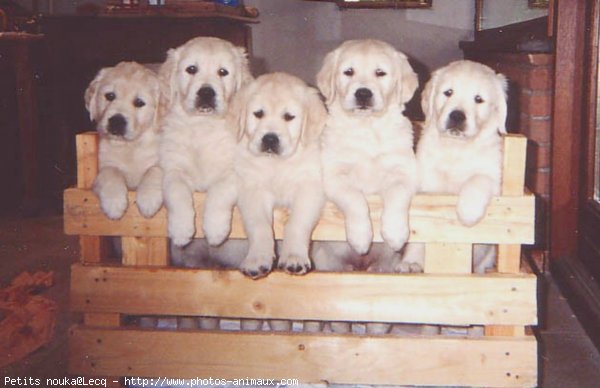 Photo de Golden retriever