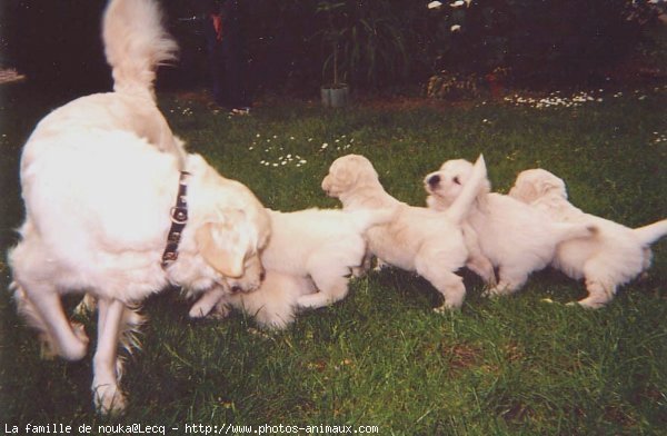 Photo de Golden retriever