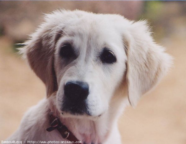 Photo de Golden retriever