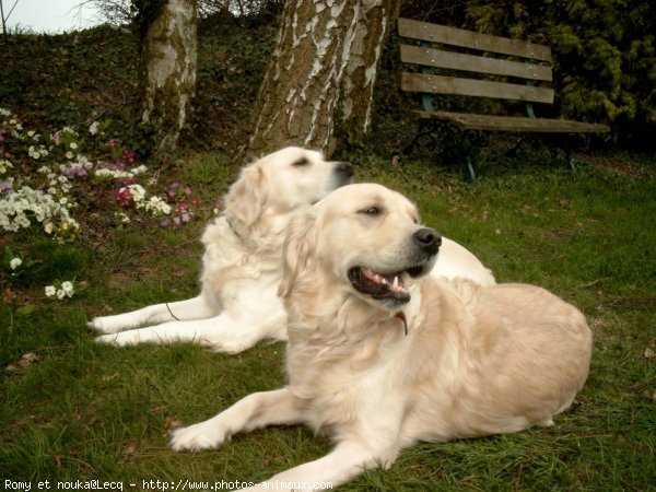 Photo de Golden retriever