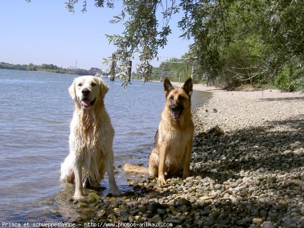 Photo de Races diffrentes