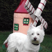 Photo de West highland white terrier