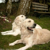 Photo de Golden retriever