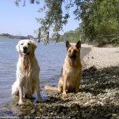 Photo de Races diffrentes