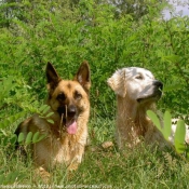 Photo de Races diffrentes