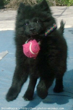 Photo d'Eurasier