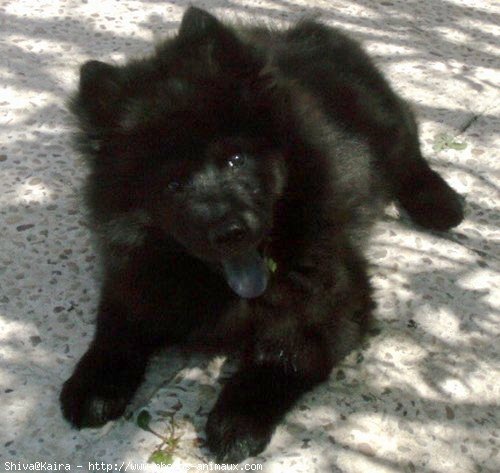 Photo d'Eurasier